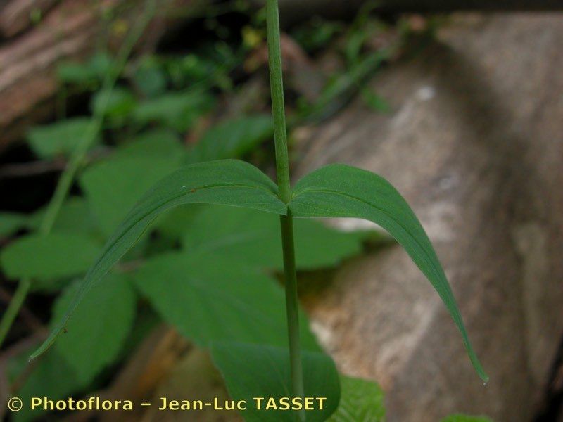 Taken Aug 15, 2004 by Photoflora - Jean-Luc TASSET (©)