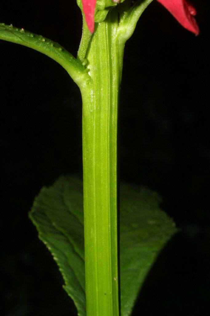 Plant Image 5