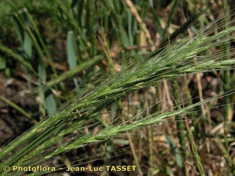 Taken Aug 15, 2003 by Photoflora - Jean-Luc TASSET (©)