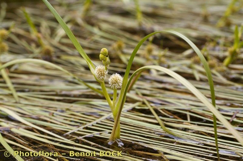 Taken Jul 15, 2011 by Photoflora - Benoit BOCK (©)