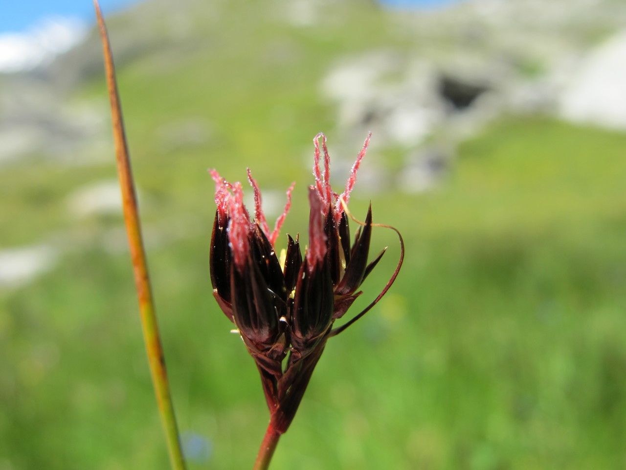 Taken Jul 16, 2014 by Tela Botanica − Hugues TINGUY (cc-by-sa)