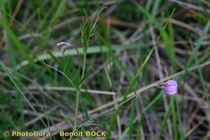 Taken Apr 15, 2004 by Photoflora - Benoit BOCK (©)