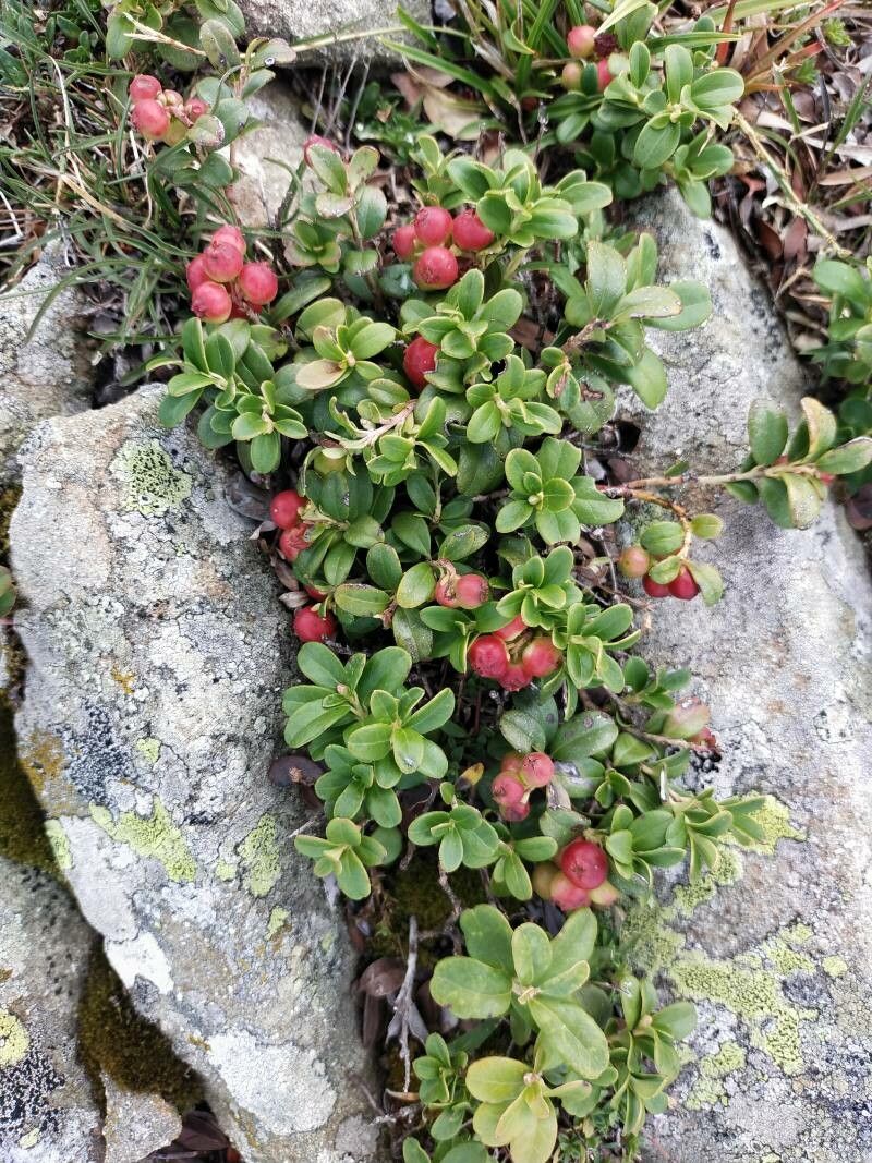 Cowberry