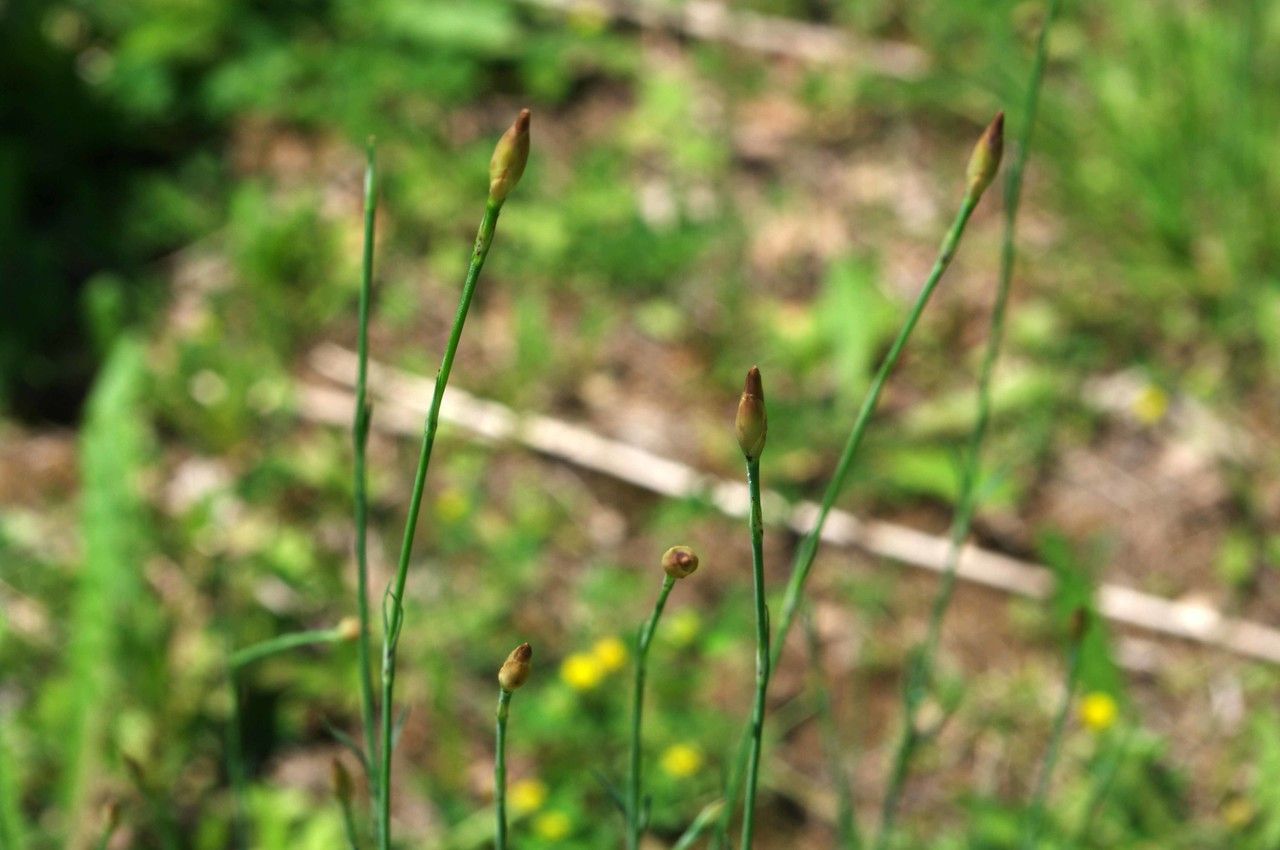 Taken Jun 8, 2014 by Tela Botanica − Jean-Luc Gorremans (cc-by-sa)