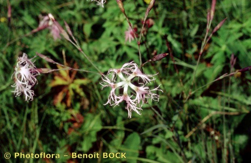 Taken Jul 15, 1997 by Photoflora - Benoit BOCK (©)