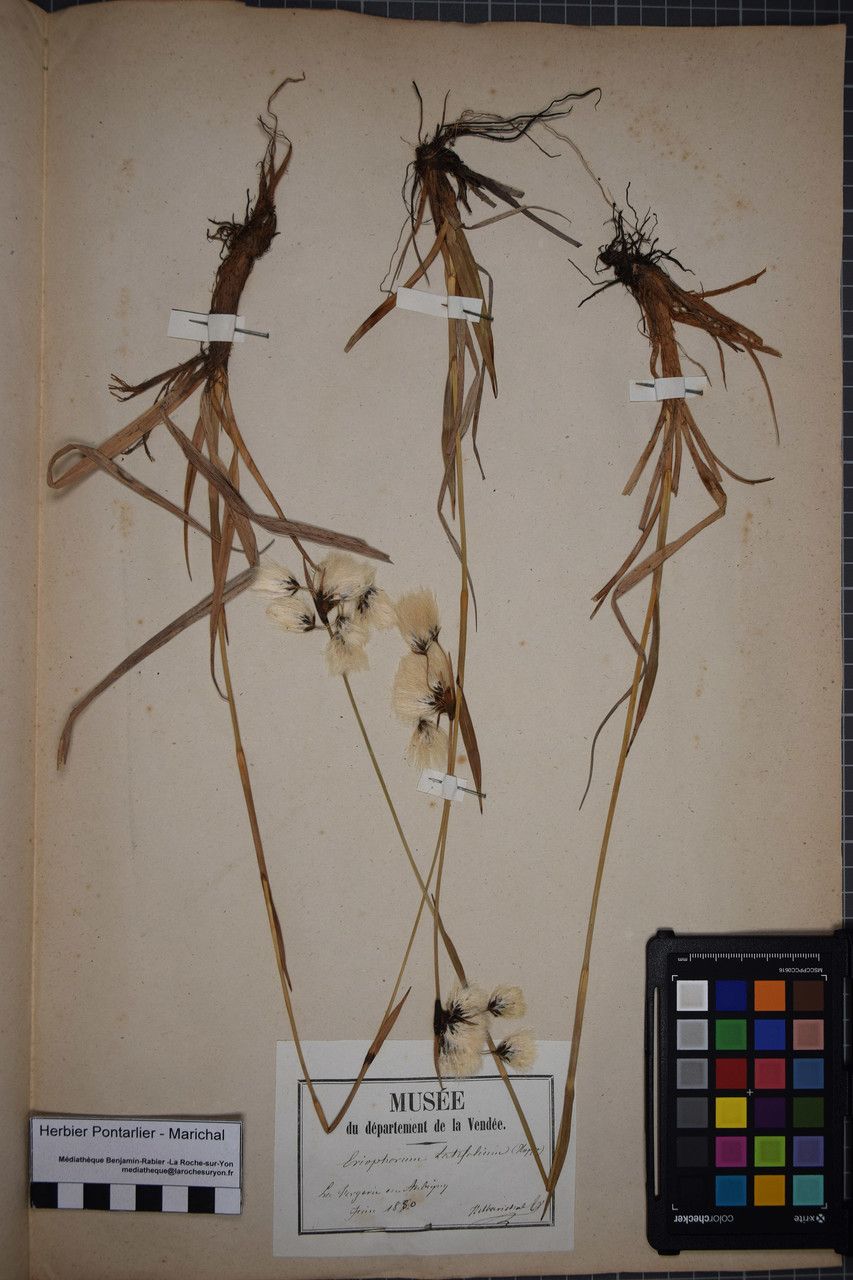 Taken May 31, 1850 by Tela Botanica − Herbier PONTARLIER-MARICHAL (cc-by-sa)