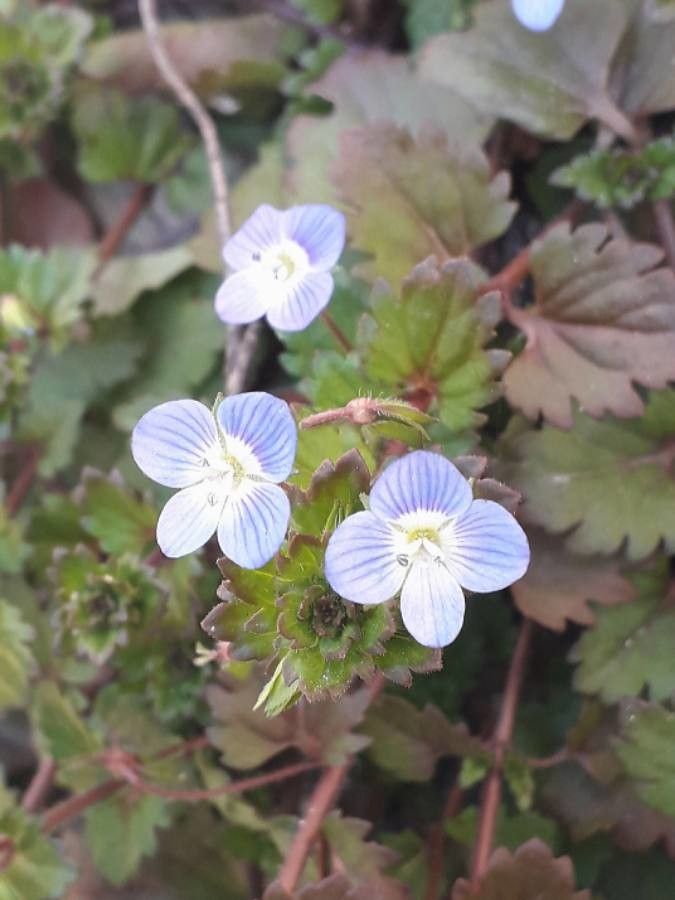 Persian speedwell