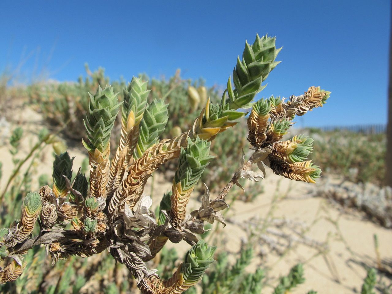 Taken May 13, 2014 by Tela Botanica − Hugues TINGUY (cc-by-sa)