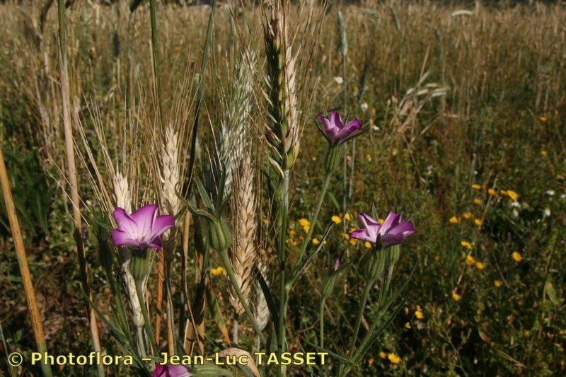 Taken Aug 15, 2009 by Photoflora - Jean-Luc TASSET (©)