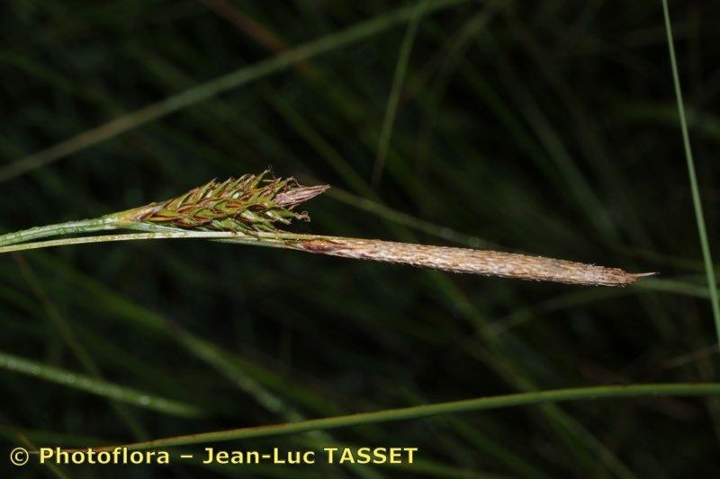 Taken Jul 15, 2012 by Photoflora - Jean-Luc TASSET (©)