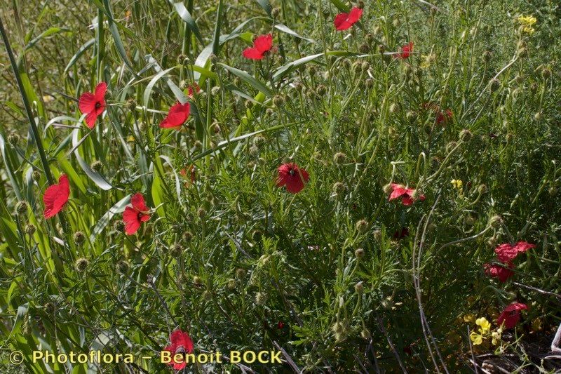 Taken May 15, 2018 by Photoflora - Benoit BOCK (©)