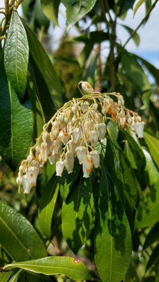 Beobachtung Pieris Japonica Thunb D Don Ex G Don Brueb 29 Apr 2021 Weltflora Pl Ntnet Identify