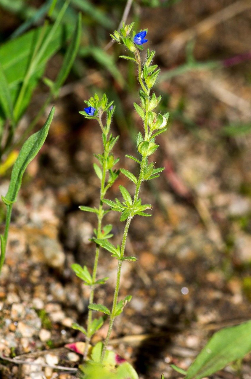 Taken May 26, 2013 by Tela Botanica − Jean-Jacques HOUDRÉ (cc-by-sa)