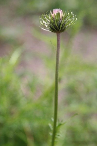 Taken Apr 24, 2013 by Tela Botanica − Alain LÉTRANGE (cc-by-sa)