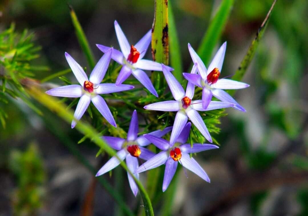 Calectasia cyanea R.Br., Blue tinsel-lily (World flora) - Pl@ntNet identify