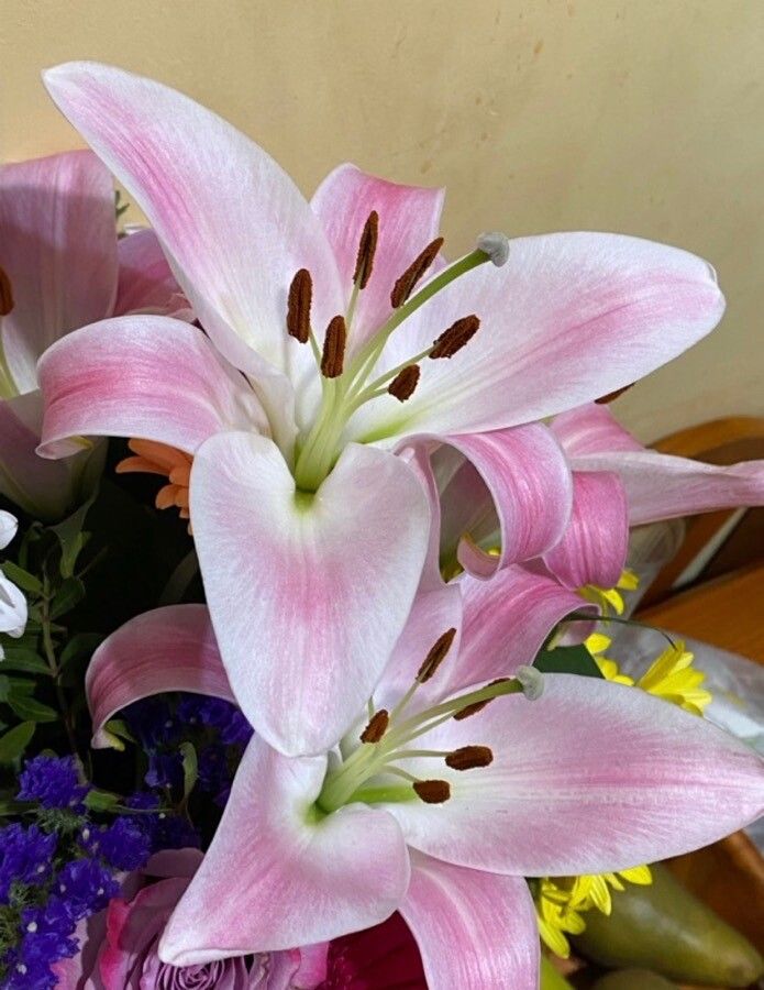 Lilium candidum on sale