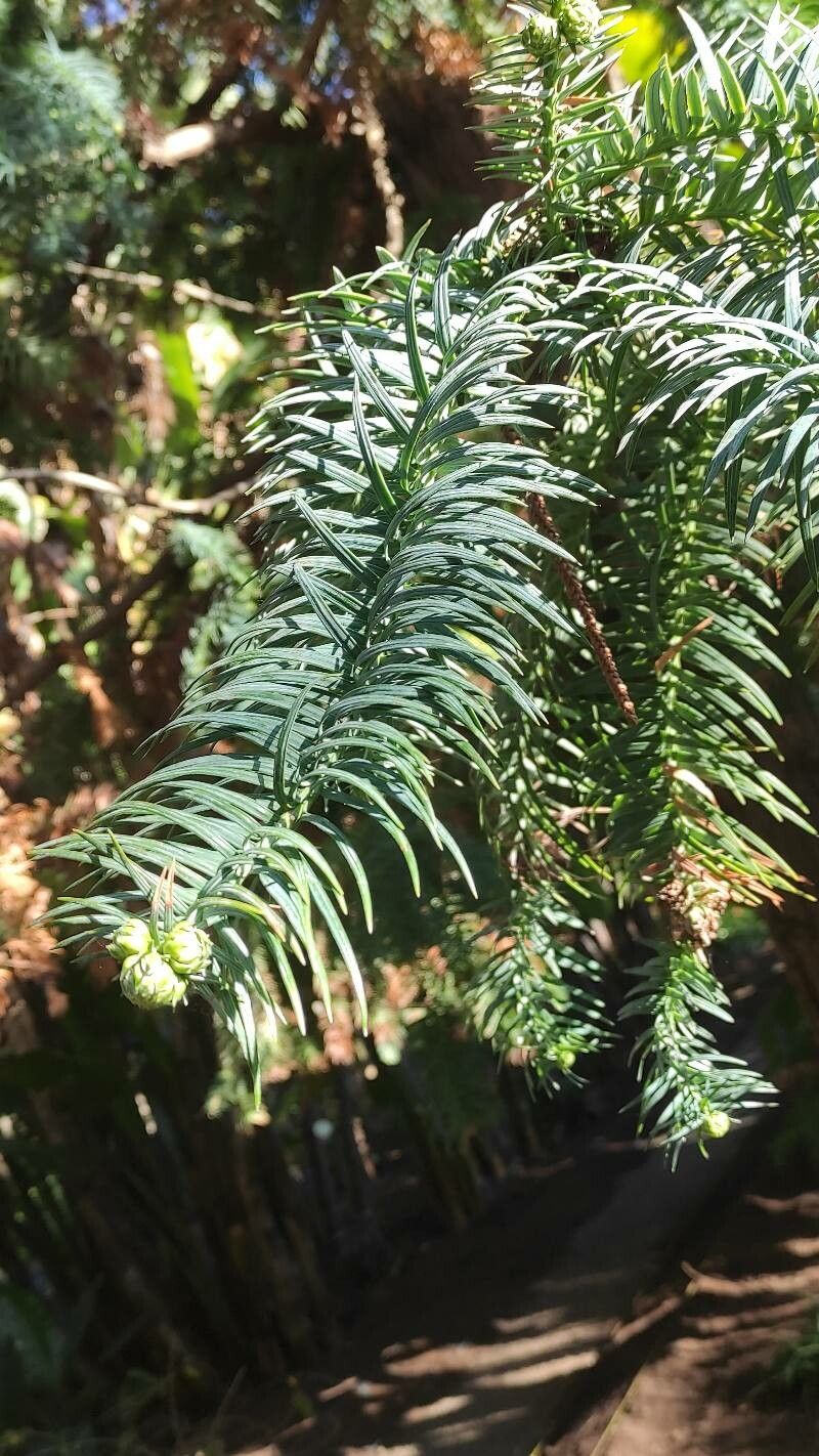 Cunninghamia konishii Hayata, Formosan China fir (World flora) - Pl ...