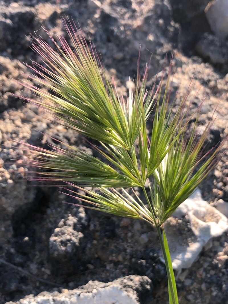 Red Brome