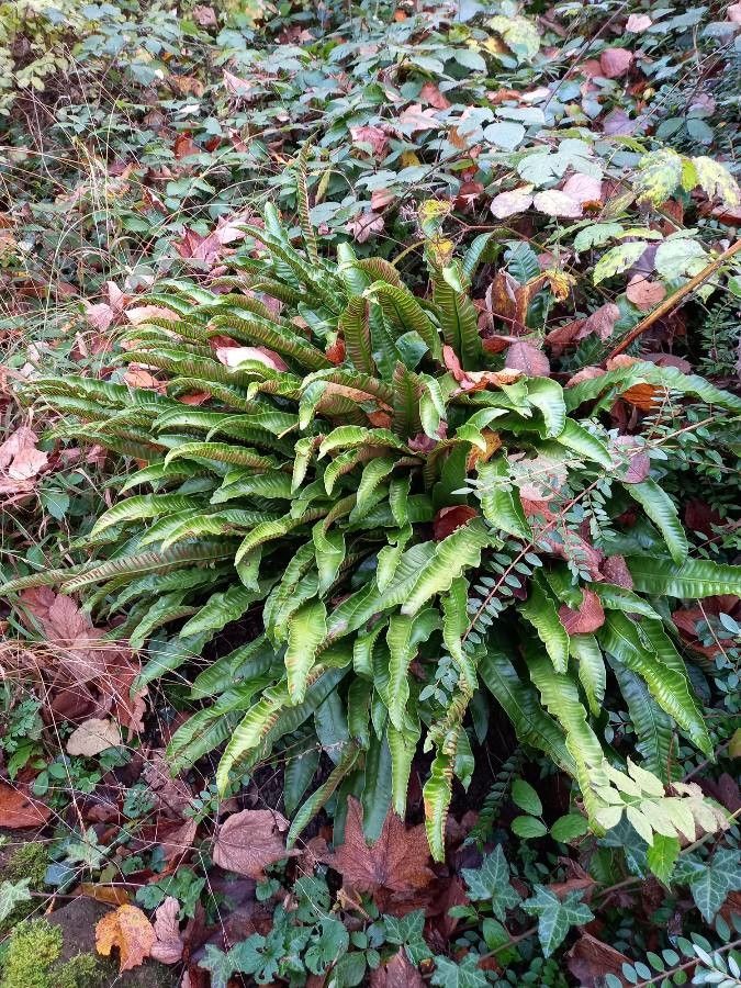 Hart's-tongue fern