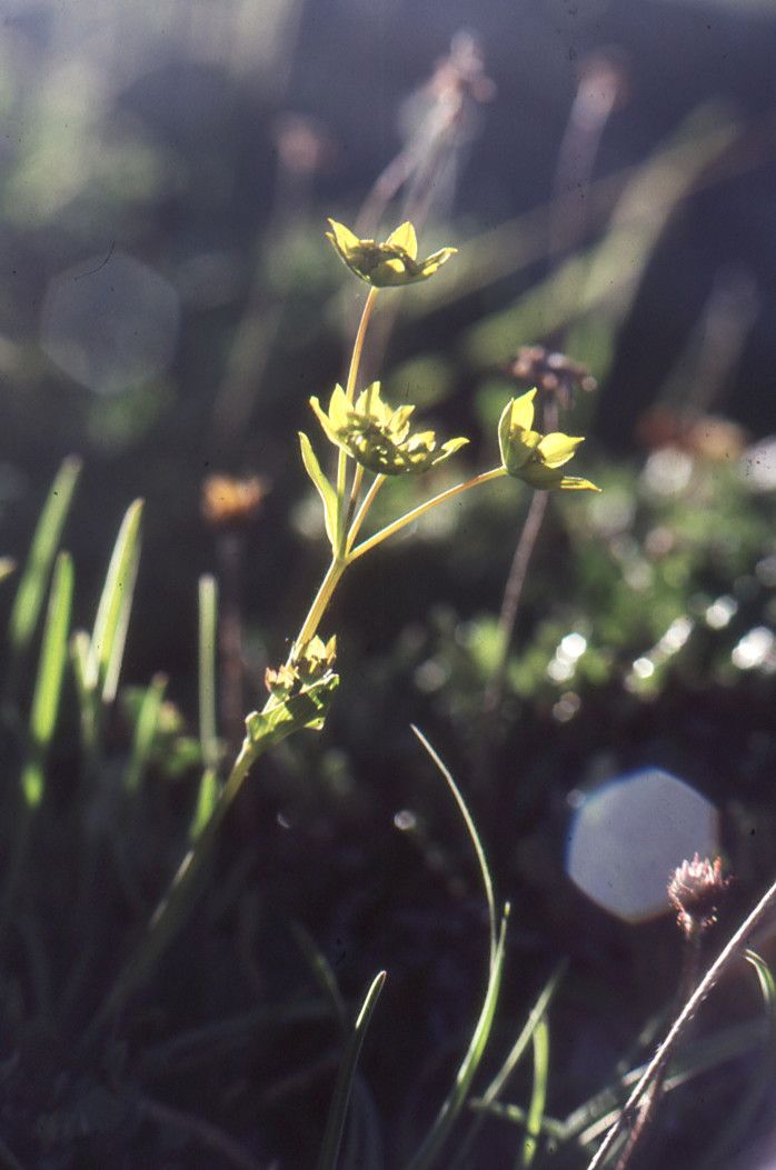 Taken Jul 12, 1990 by Tela Botanica − Liliane ROUBAUDI (cc-by-sa)