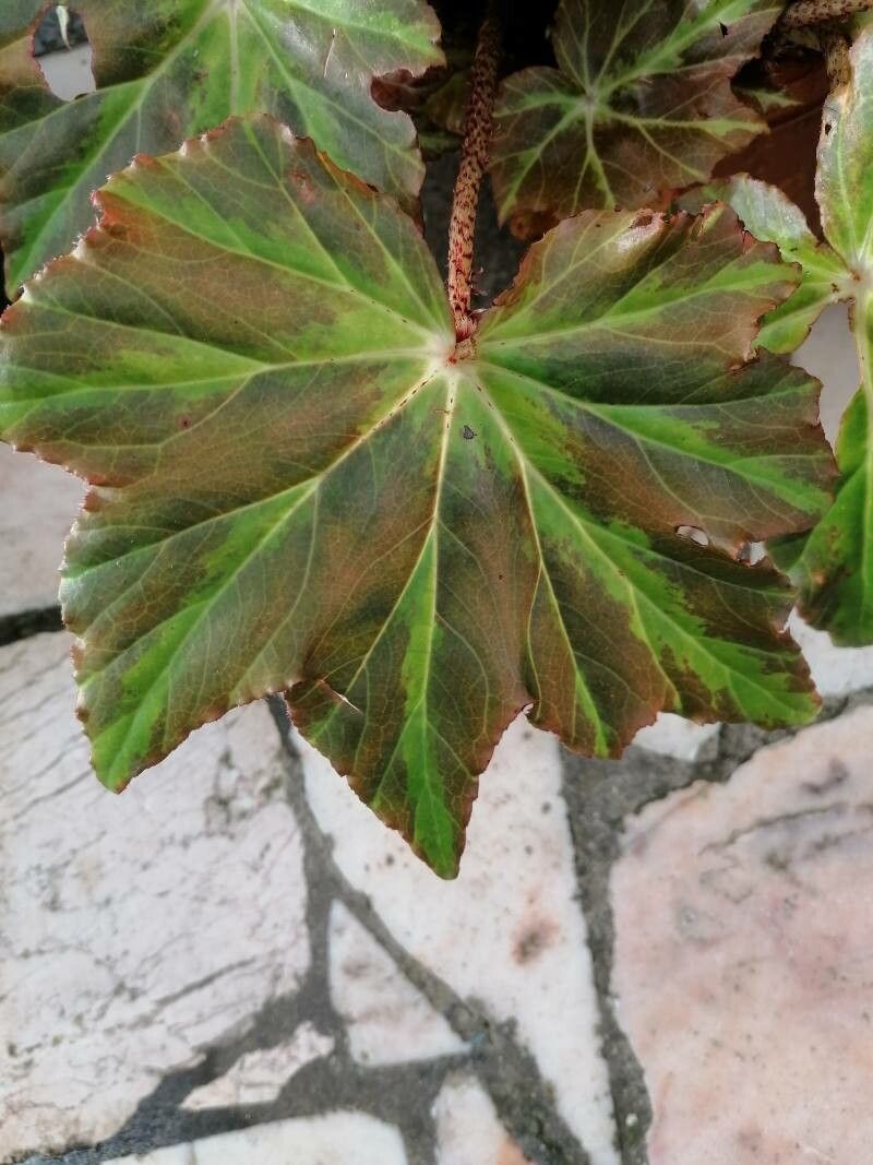 Begonia heracleifolia Cham. & Schltdl., Begonia (Flora mondiale) - Pl@ntNet  identify