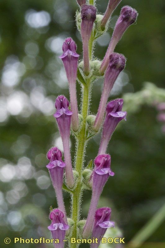 Taken Aug 15, 2012 by Photoflora - Benoit BOCK (©)