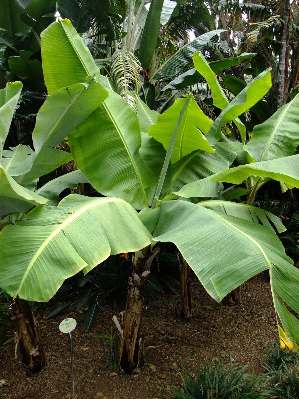 Cavendish Banana: The Ultimate Grower's Guide