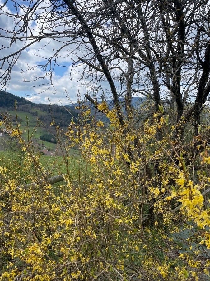 Observation Forsythia Suspensa Thunb Vahl Laurence Chabalier Apr 13 21 Western Europe Pl Ntnet Identify