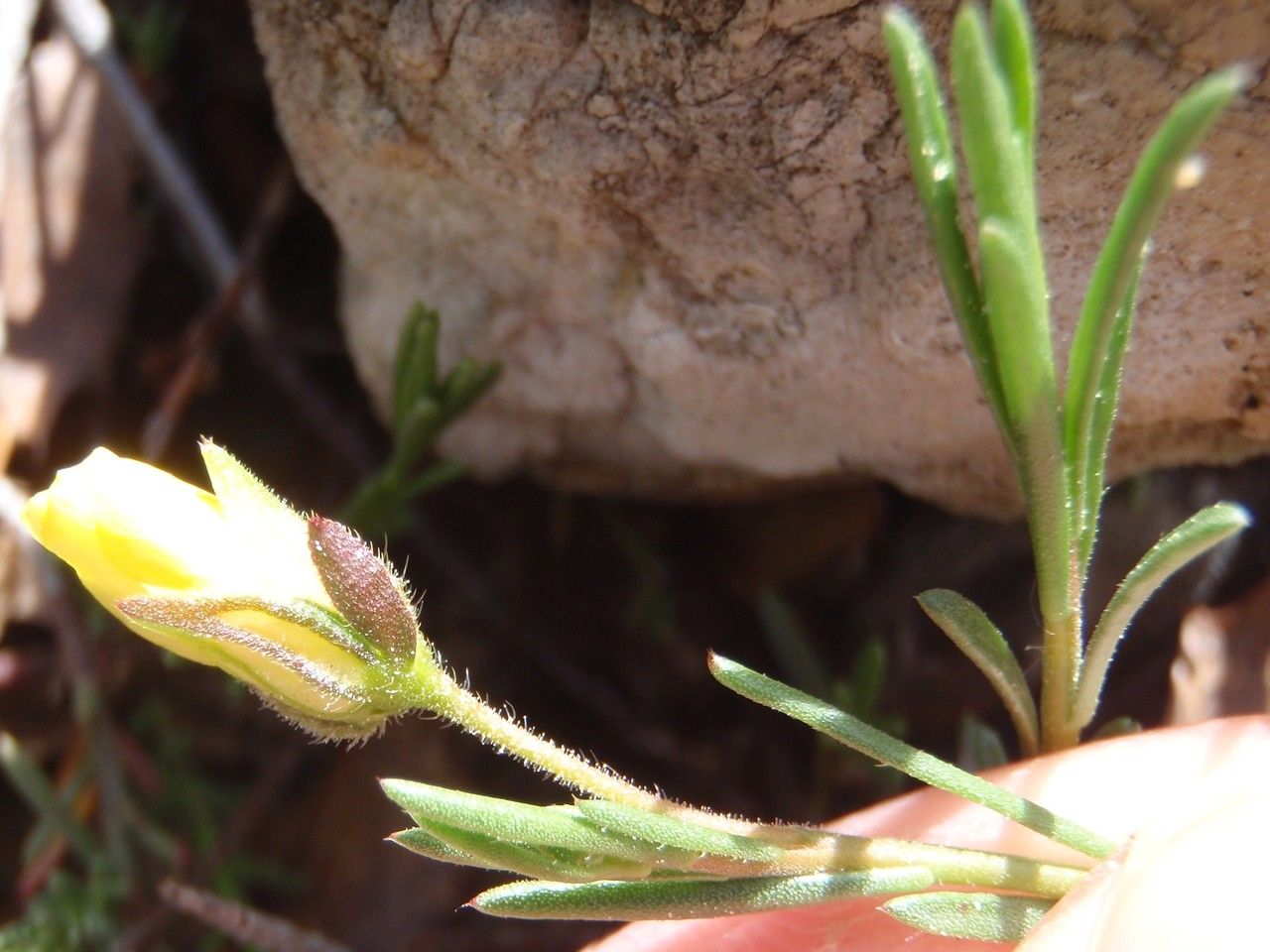 Taken Apr 21, 2013 by Tela Botanica − Geneviève Botti (cc-by-sa)