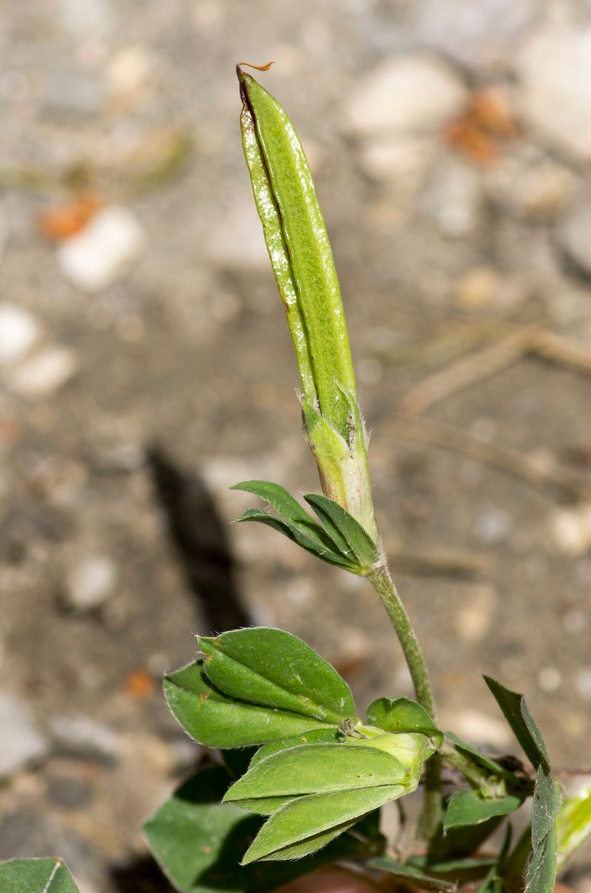 Taken Jun 19, 2015 by Tela Botanica − Jean-Jacques HOUDRÉ (cc-by-sa)