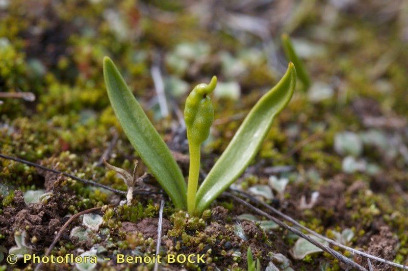 Taken Feb 15, 2010 by Photoflora - Benoit BOCK (©)