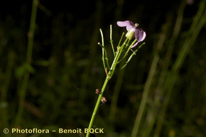 Taken May 15, 2013 by Photoflora - Benoit BOCK (©)