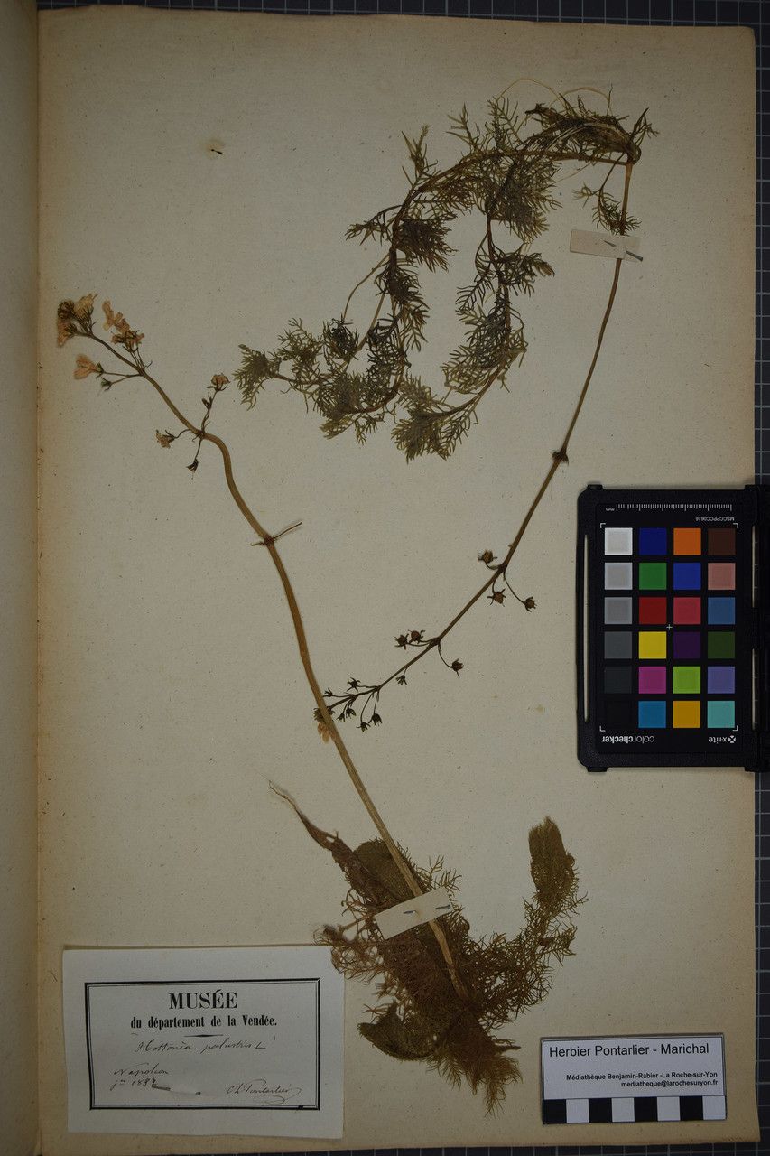 Taken May 31, 1887 by Tela Botanica − Herbier PONTARLIER-MARICHAL (cc-by-sa)