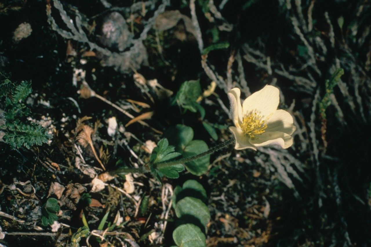 Taken Jan 1, 1900 by EOL − WVU Herbarium (cc-by-nc-sa)