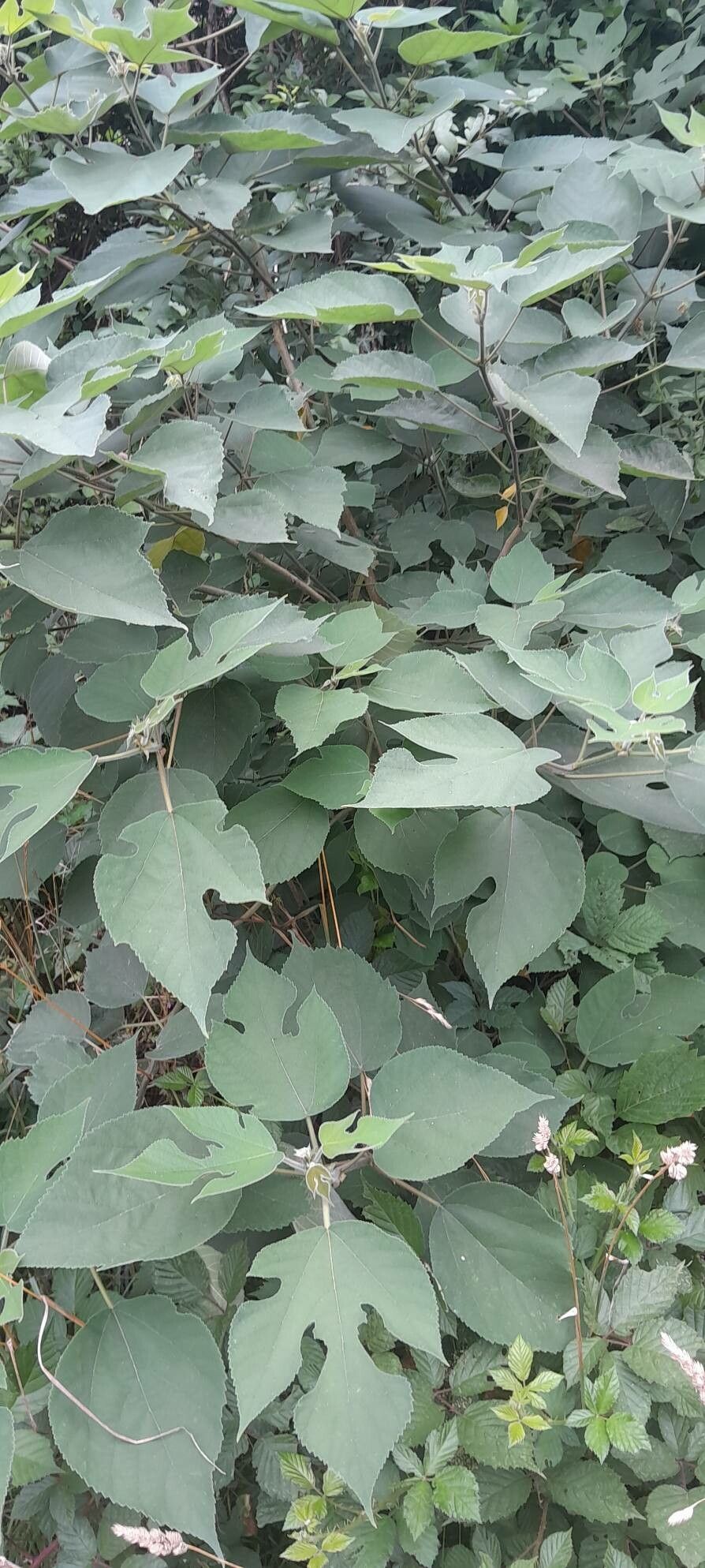Babero reversible Bandana Muselina - Tropical Leaf - Pichintun