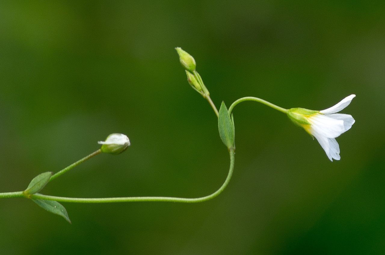 Taken Jun 16, 2013 by Tela Botanica − Jean-Jacques HOUDRÉ (cc-by-sa)