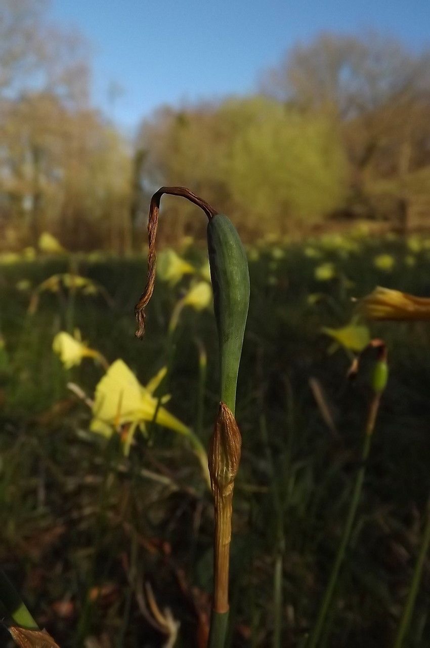 Taken Mar 1, 2015 by Tela Botanica − Florent Beck (cc-by-sa)