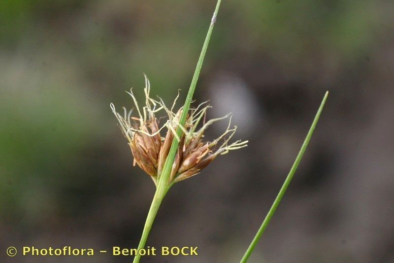 Taken Jul 15, 2006 by Photoflora - Benoit BOCK (©)