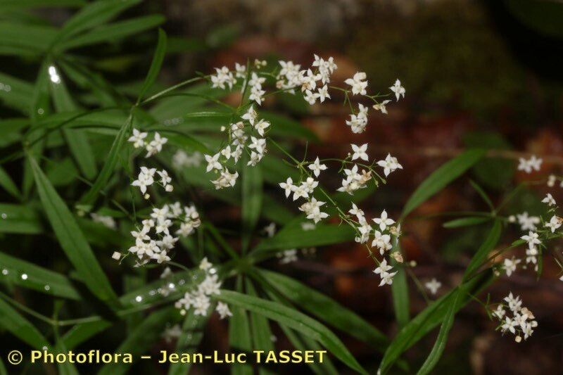 Taken Jul 15, 2014 by Photoflora - Jean-Luc TASSET (©)