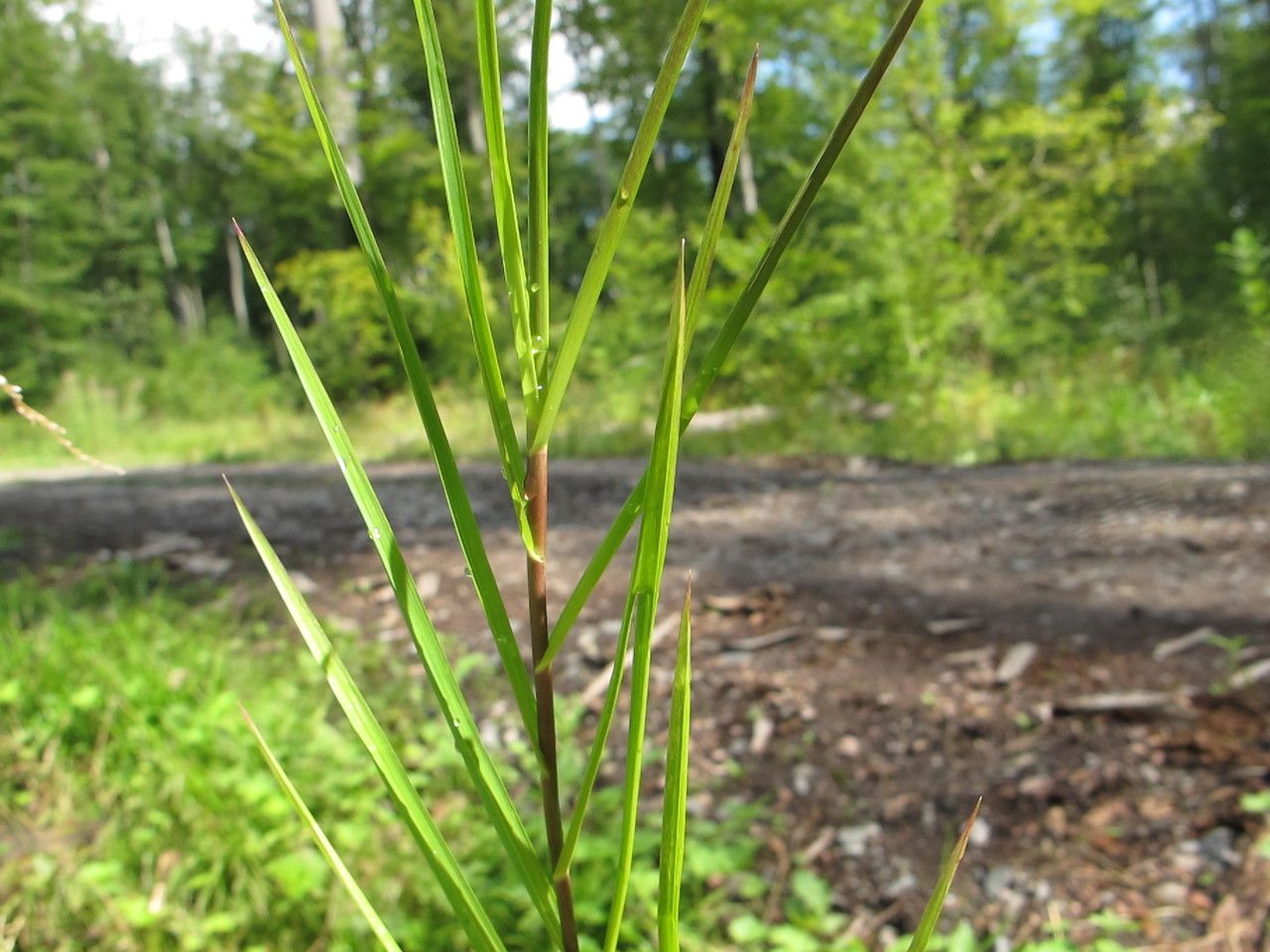 Plant Image 2