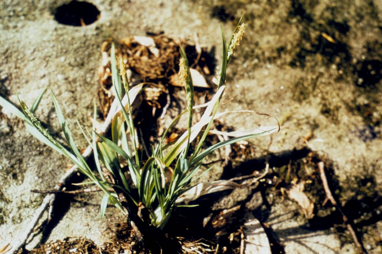 Taken Jan 1, 1900 by EOL − WVU Herbarium (cc-by-nc-sa)