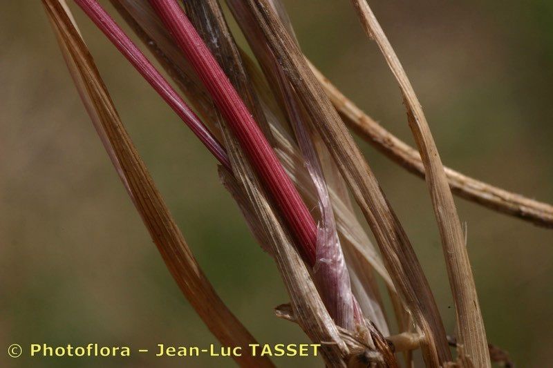 Taken Jul 15, 2005 by Photoflora - Jean-Luc TASSET (©)