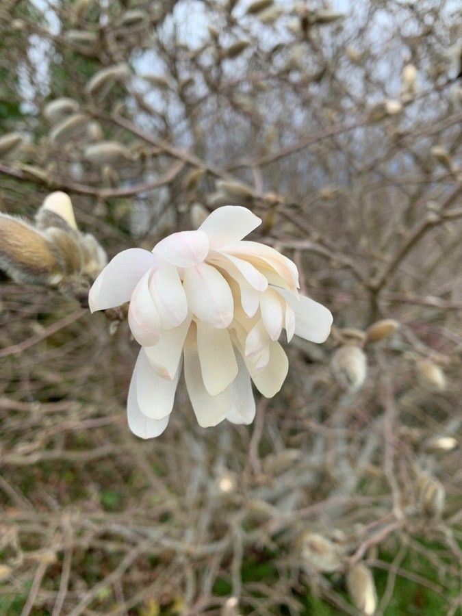 Observación: Magnolia stellata (Siebold & Zucc.) Maxim. (moss cowan 19 de  mar. de 2021) Estados Unidos - Pl@ntNet identify