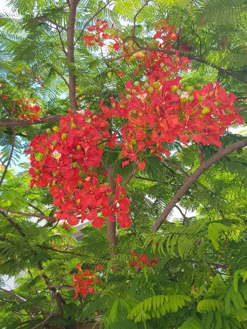 delonix regia