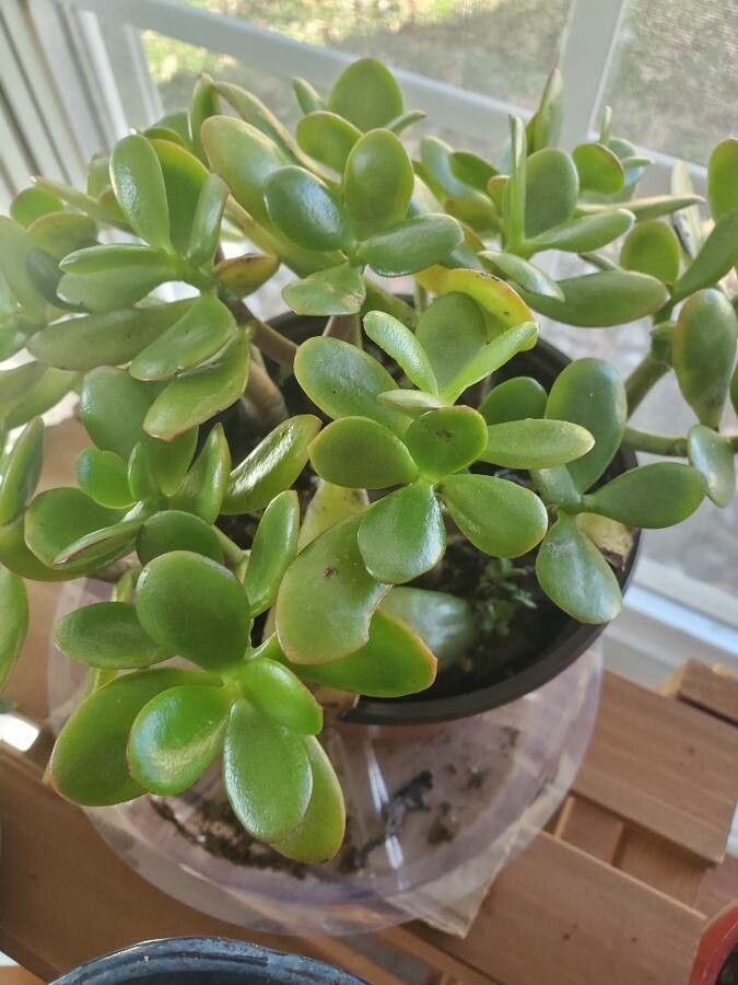 Crassula ovata (albero di giada)