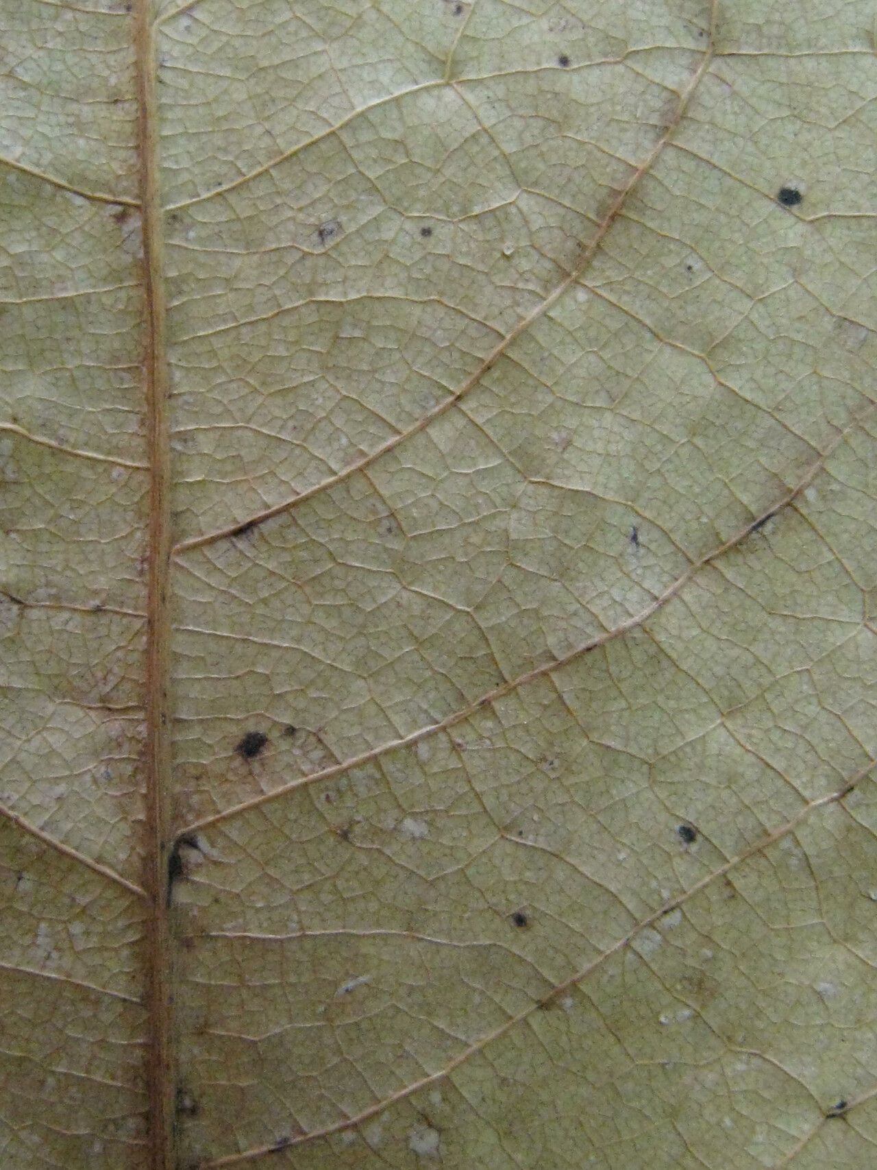 Taken Oct 24, 2011 by AMAP Lab - Guyane 2022 (cc-by-sa)