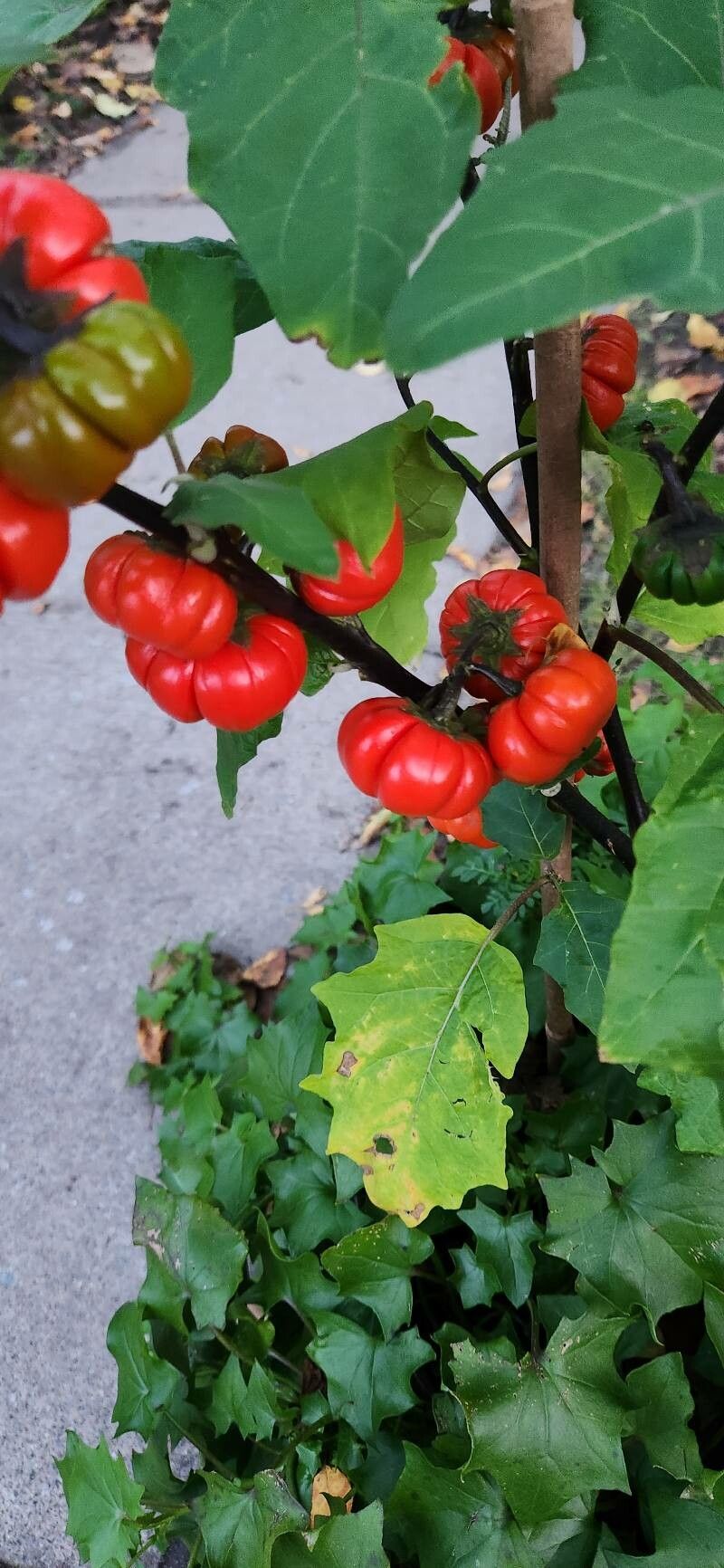 Qui Nem Jiló . . ., Scarlet Eggplant (Solanum aethiopicum),…