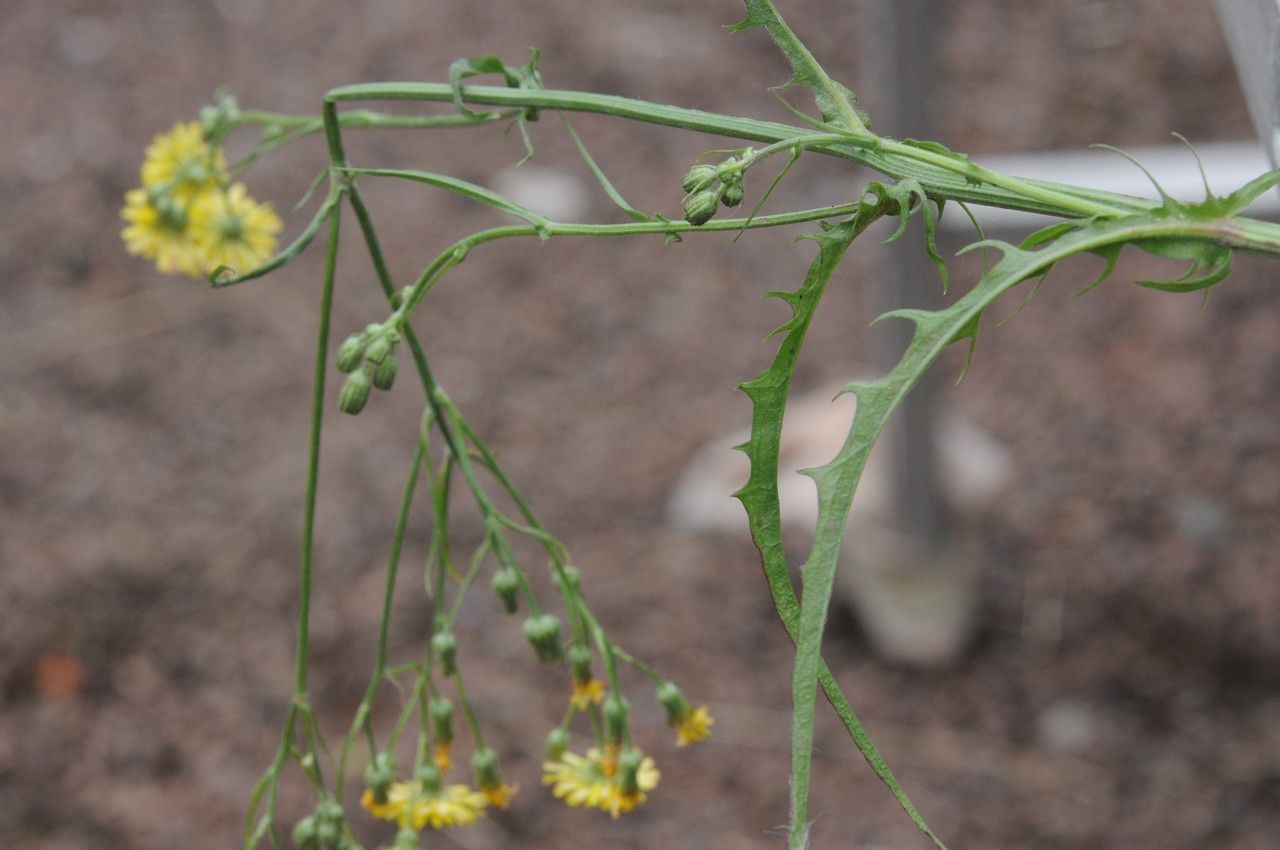 Taken Jun 22, 2014 by Tela Botanica − Françoise CARLE (cc-by-sa)