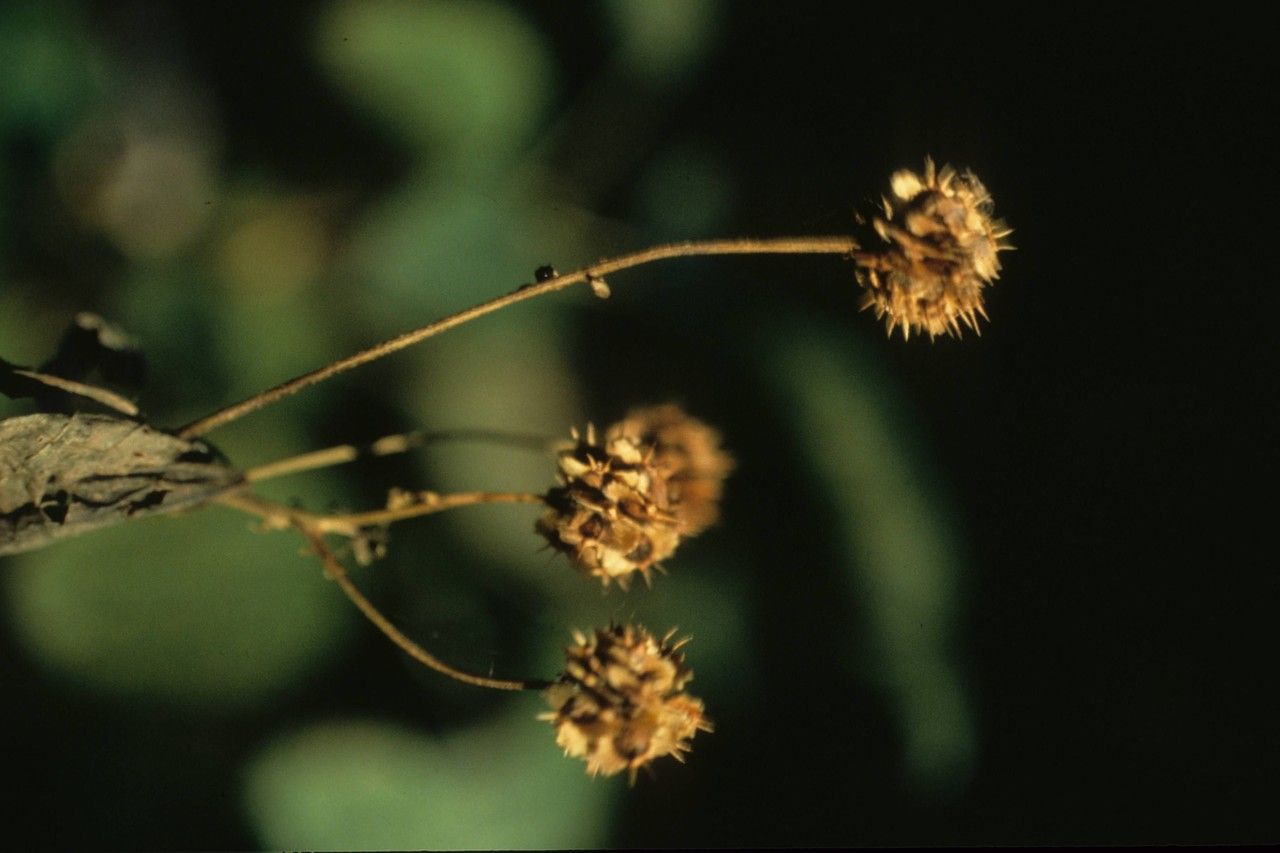 Taken Jan 1, 1900 by EOL − WVU Herbarium (cc-by-nc-sa)