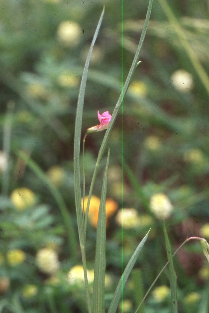 Taken Jun 20, 1994 by Tela Botanica − Liliane ROUBAUDI (cc-by-sa)